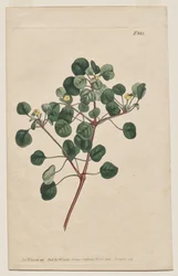 The Botanical Magazine or Flower Garden Displayed: Plaat 883, Euphorbia Petiolaris. Langgesteelde Wolfsmelk