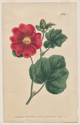 The Botanical Magazine or Flower Garden Displayed: Plaat 892, Althaea Flexuosa. Seringapatam Een Stokroos. [Althea rosea]