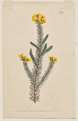 The Botanical Magazine or Flower Garden Displayed: Plaat 944, Dillwynia Glaberrima. Gladde Dillwynnia. [Dillwynia ericifolia gaberrima]