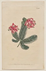 The Botanical Magazine or Flower Garden Displayed: Plaat 966, Erica Elegans. Elegante Heide [Erica glauca]