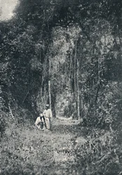 Estrada de Rodagem do Alto Parana, 1895