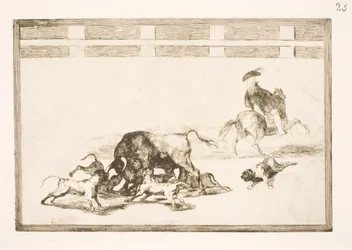 Ze zetten de honden op de stier