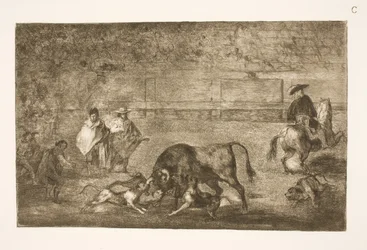De honden worden op de stier losgelaten