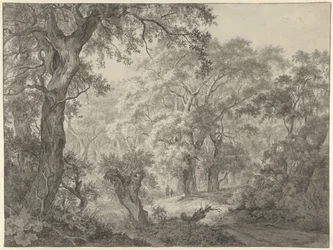 Boslandschap