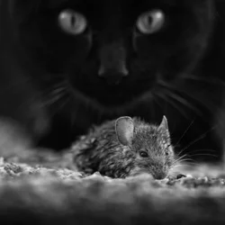 Zwarte kat, wilde muis