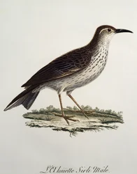 Kaapse Langsnavel mannetje, gravure uit Histoire Naturelle des Oiseaux d