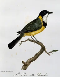 Gouden Fluiter (Pachycephala pectoralis), gravure uit Histoire Naturelle des Oiseaux d
