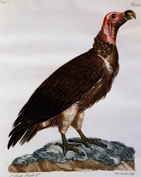 Lappet-faced Gier (Torgos tracheliotos), gravure uit Histoire Naturelle des Oiseaux d