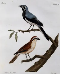 Le Pendeur et le Rousseau, gravure uit Histoire Naturelle des Oiseaux d