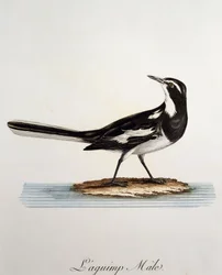 Mannetje Afrikaanse Bonte Kwikstaart (Motacilla aguimp), gravure uit Histoire Naturelle des Oiseaux d