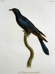 Mannetje van de Zwarte Koekoek (Cuculus clamosus), gravure uit Histoire Naturelle des Oiseaux d