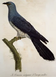 Mannelijke Europese koekoek, gravure uit Histoire Naturelle des Oiseaux d