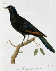 Mannetje Roodvleugelspreeuw (Onychognathus morio), gravure uit Histoire Naturelle des Oiseaux d