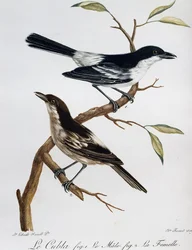 Mannetje en vrouwtje van de Zwartgerugde Puffback (Dryoscopus cubla), gravure uit Histoire Naturelle des Oiseaux d