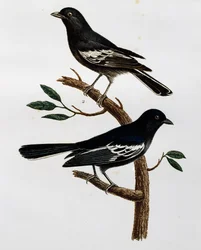 Mannetje en vrouwtje van de Zwarte Mees (Parus niger), gravure uit Histoire Naturelle des Oiseaux d