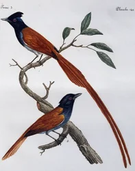 Mannetje en vrouwtje van de Grauwe Vliegenvanger (Muscicapa striata), gravure uit Histoire Naturelle des Oiseaux d