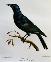 Bleekvleugelspreeuw (Onychognathus nabouroup), gravure uit Histoire Naturelle des Oiseaux d