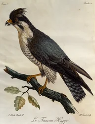 Slechtvalk (Falco peregrinus), gravure uit Histoire Naturelle des Oiseaux d