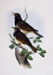 Roodschouderglansspreeuw (Lamprotornis nitens), gravure uit Histoire Naturelle des Oiseaux d
