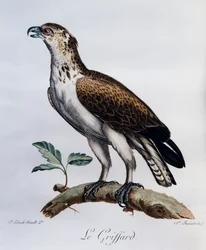Slangenarend (Circaetus gallicus), gravure uit Histoire Naturelle des Oiseaux d