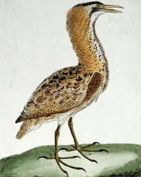 Roerdomp