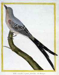 Vliegen