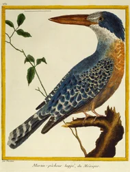 Reuzenijsvogel (Megaceryle maxima), uit Histoire naturelle des oiseaux