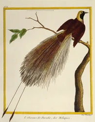 Grote Paradijsvogel (Paradisaea apoda), uit Histoire naturelle des oiseaux