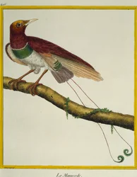 Koningsparadijsvogel, uit Histoire naturelle des oiseaux