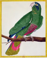 Papegaai, uit 