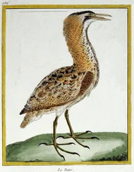 Wetenschap. Zoölogie. Roerdomp. Gravure door Francois Nicolas Martinet in: Histoire naturelle des oiseaux, door Georges Louis Leclerc de Buffon, Frankrijk, c.1777