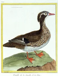 Chinese Taling. Gravure door Francois Nicolas Martinet in: Histoire naturelle des oiseaux, door Georges Louis Leclerc de Buffon, Frankrijk, ca. 1777