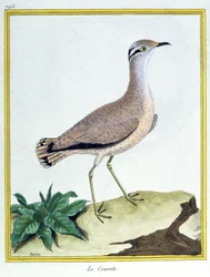 Crèmekleurige renvogel, gravure door Francois Nicolas Martinet in: 