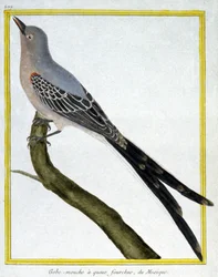 Wetenschap. Zoölogie. Vliegenvanger van Mexico. Gravure door Francois Nicolas Martinet in: Histoire naturelle des oiseaux, door Georges Louis Leclerc de Buffon, Frankrijk, c.1777