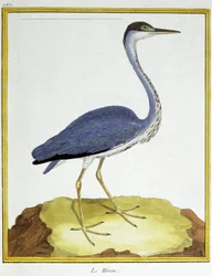 Wetenschap. Zoölogie. Reiger. Gravure door Francois Nicolas Martinet in: Histoire naturelle des oiseaux, door Georges Louis Leclerc de Buffon, Frankrijk, c.1777