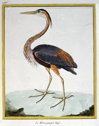 Wetenschap. Zoölogie. Purperreiger. Gravure door Francois Nicolas Martinet in: Histoire naturelle des oiseaux, door Georges Louis Leclerc de Buffon, Frankrijk, c.1777