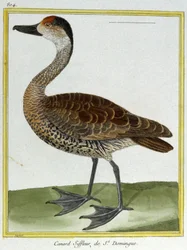 Wetenschap. Zoölogie. Smient van Santo Domingo. Gravure door François Nicolas Martinet in: Histoire naturelle des oiseaux, door Georges Louis Leclerc de Buffon, Frankrijk, ca. 1777