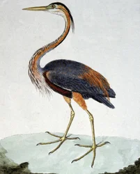 De Purperreiger