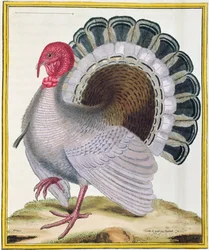 Kalkoen, uit 