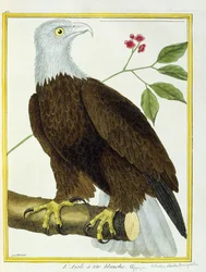 Witkoparend, c.1770-1786