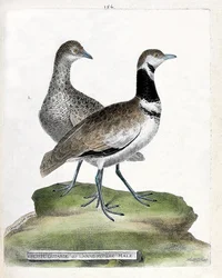 Zoologische kaart (ornithologie): vooraan: kleine trap of kleine mannelijke rietgors en achteraan: vrouwelijke kleine rietgors (canepetiere trap of tetrax tetrax). Illustratie in "De Geschiedenis van de Vogels, Geschilderd in Hun Verschijning en Gevoelige 