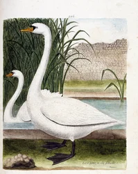 Zoologische plaat (ornithologie): vooraan: de zwaan en daarachter zijn vrouwtje (tuber zwaan of cygnus olor). Illustratie in “De Geschiedenis van de Vogels, Geschilderd in Hun Verschijnende en Gevoelige Aspecten” door Francois Nicolas Martinet (1731-1800).