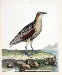 Zoologische kaart (ornithologie): de knie rale of kwartel koning (crex crex). Illustratie in "De Geschiedenis van de Vogels, Geschilderd in Hun Verschijning en Gevoelige Aspecten" door Francois Nicolas Martinet (1731-1800). Privécollectie.