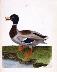 Zoologische plaat (ornithologie): wilde eend (wilde eend of anas platyrhynchos). Illustratie in “De Geschiedenis van de Vogels, Geschilderd in Hun Verschijnende en Gevoelige Aspecten” door Francois Nicolas Martinet (1731-1800). Privécollectie.
