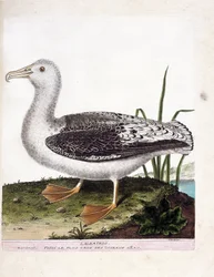 Zoologische kaart (ornithologie): albatros (albatros of diomedea exulans). Illustratie in 