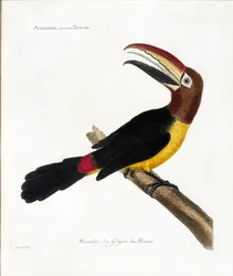 Zoologische kaart (ornithologie): Aracaris, vulgair toekan (groene aracari of pteroglossus viridis)