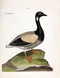 Zoologische kaart (ornithologie): Brant (brant of branta bernicla). Illustratie in 