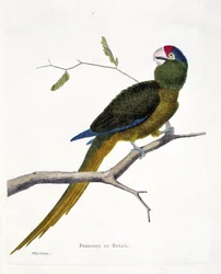 Zoologische kaart (ornithologie): Braziliaanse parkiet (rood-voorhoofd conure of aratinga canicularis) op een tak. Illustratie in 