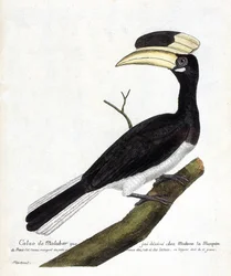 Zoologische kaart (ornithologie): Calao de Malabar (Anthracoceros coronatus) op een tak. Illustratie in “De Geschiedenis van de Vogels, Geschilderd in Hun Verschijnende en Gevoelige Aspecten” door Francois Nicolas Martinet (1731-1800). Privécollectie.