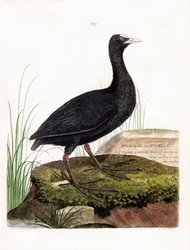 Zoologische kaart (ornithologie): Meerkoet of Moselle (Macroule cot of fulica atra). Illustratie in 